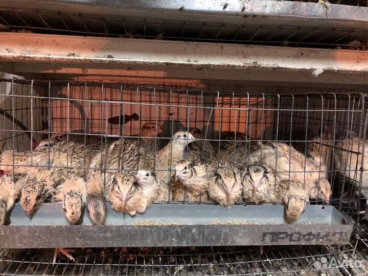 Перепела продажа инкубационное яйцо