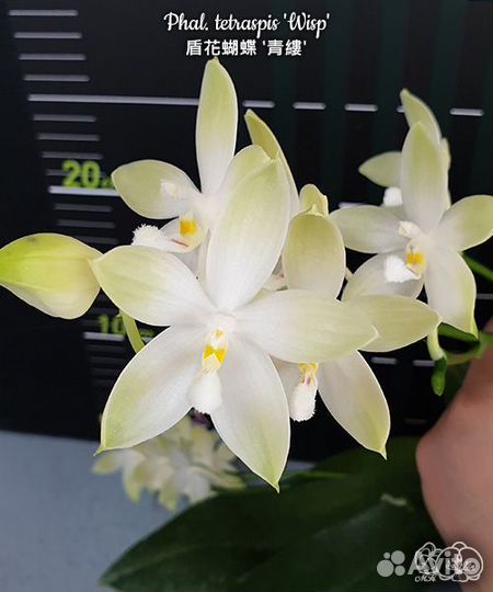 Phal. tetraspis 'Wisp' 2,5 с цветоносом
