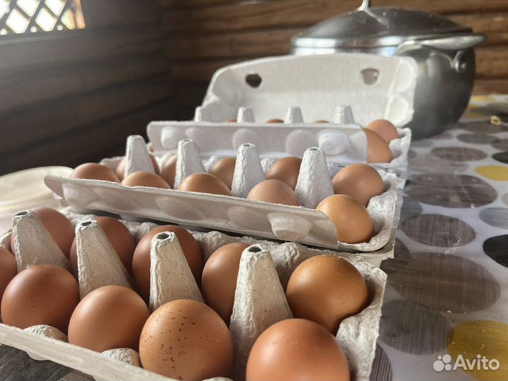 Куриные яйца