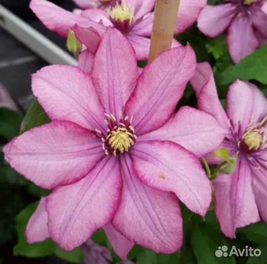 Клематис Парадизо