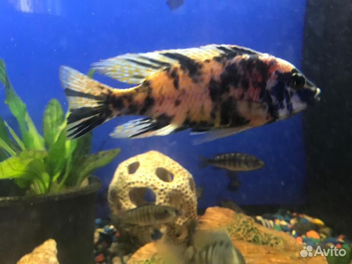 Аквариумные рыбки