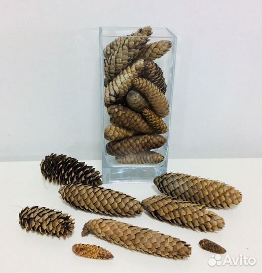 Шишки для поделок и оформления интерьеров. Обмен