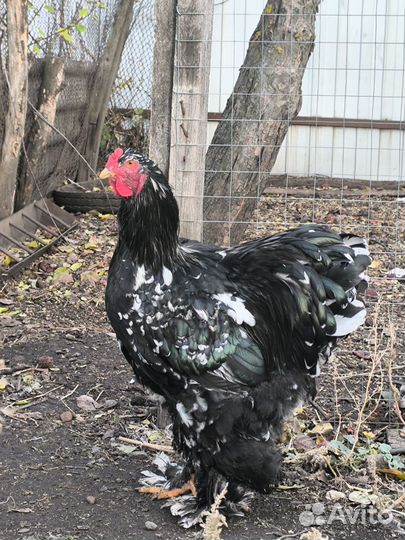 Молодые петухи