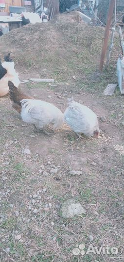 Петухи породные