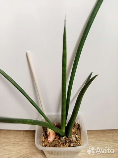 Сансевиерии сортовые