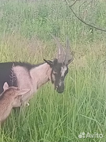 Козел зааненский