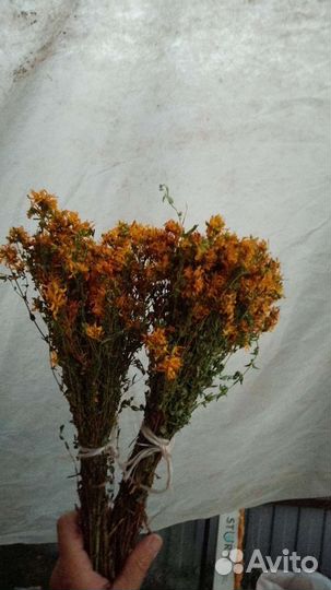 Лекарственные травы(для бани)