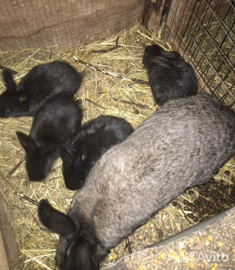 Кролики мясных пород