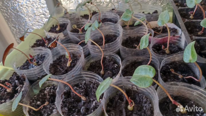 Комнатные растения