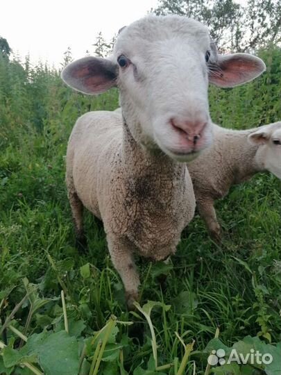 Бараны тексель