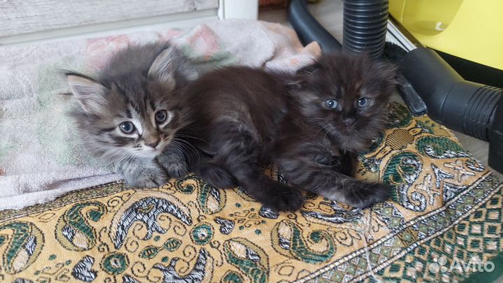 Две девочки