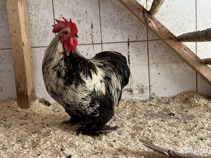 Птица куры гуси индоутки