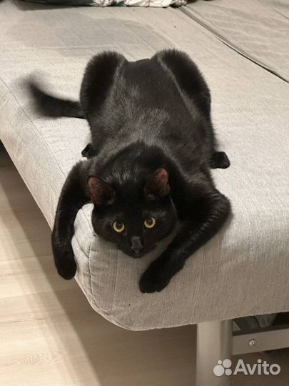 Отдам кота только в добрые руки