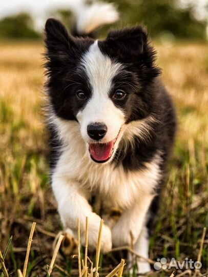Щенки бордер колли