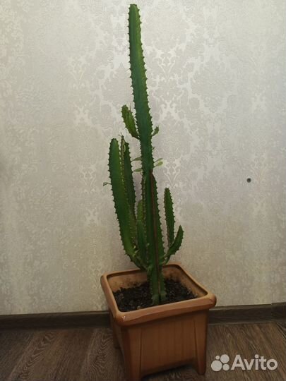 Домашниие цветы