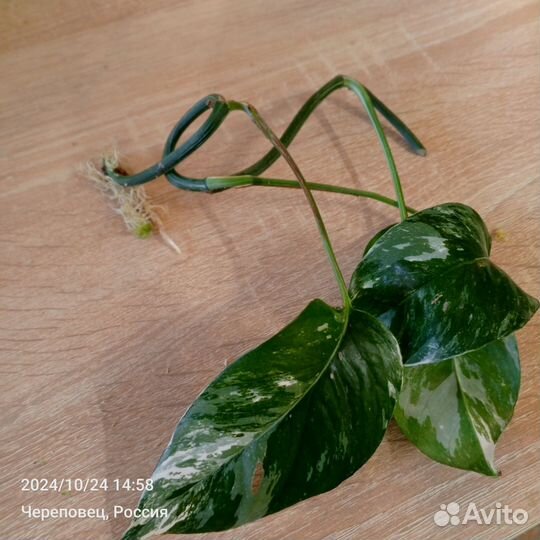 Эпипремнум Вариегантный