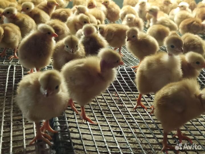 Цыплята цветные бройлеры Голошейка подрощенные