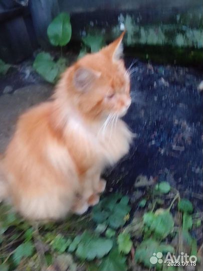 Отдам в добрые руки