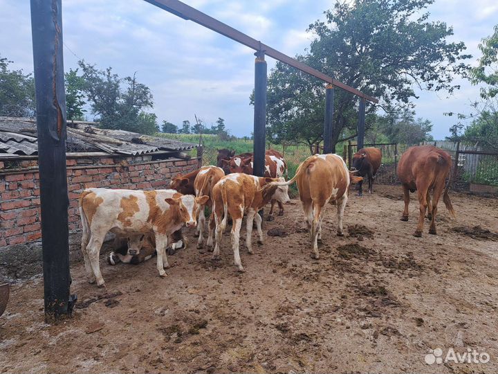 Бычки и тёлки