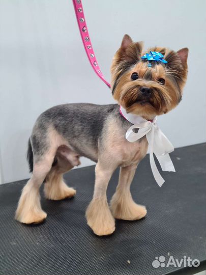 Грумер стрижка собак