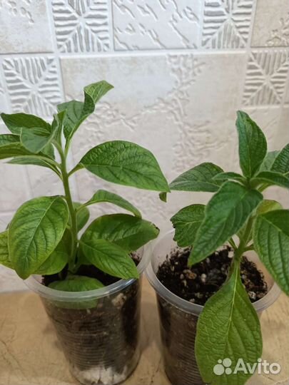 Продам комнатные цветы