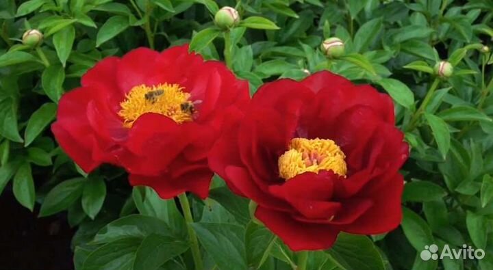 Пионы саженцы