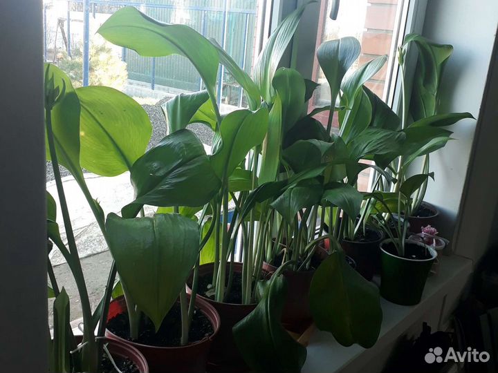 Эухарис амазонская лилия