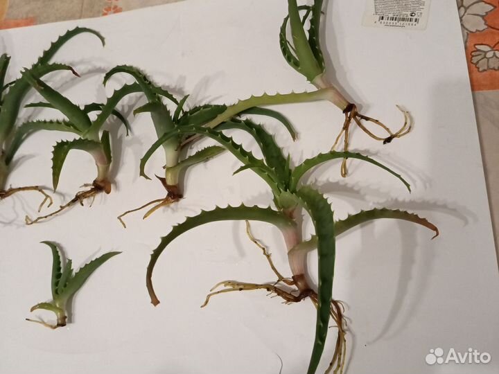 Алоэ столетник лечебный отростки