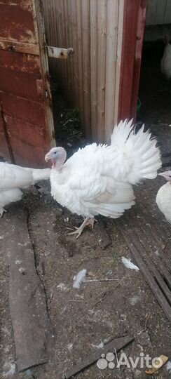 Продам тушки индюков Заказывать заранее