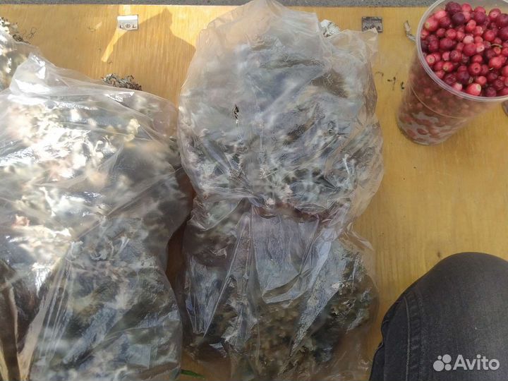 Исландский мох