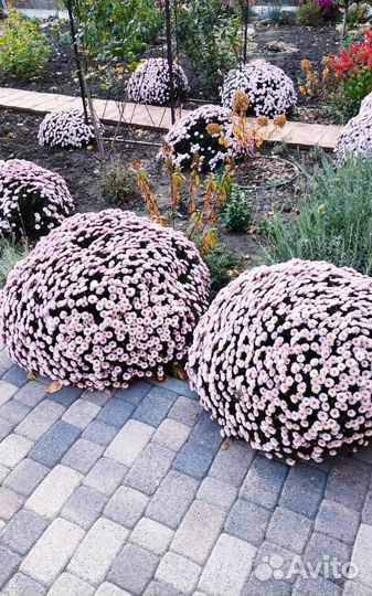 Хризантемы мультифлора, монарда(бергамот), ясколка