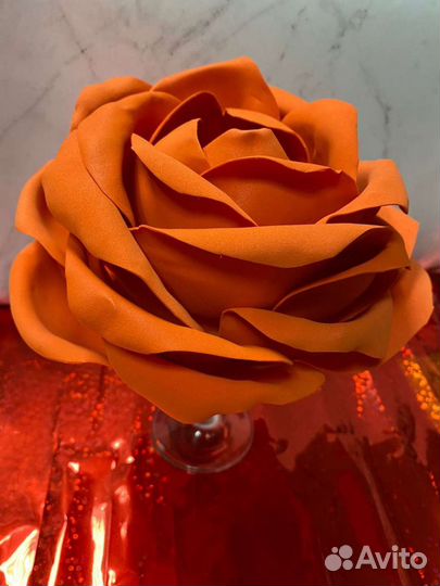 Роза ночник