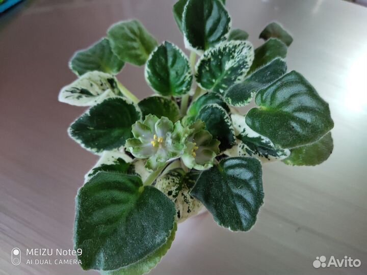 Продам фиалки