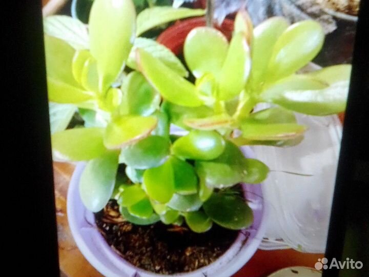 Комнатные цветы