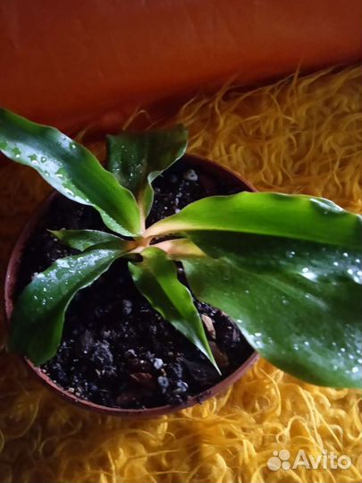 Хлорофитумы