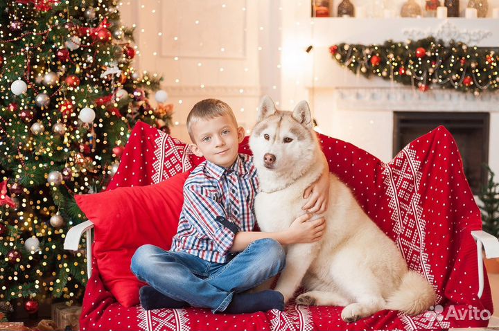 Аренда сибирских хаски для фотосессии