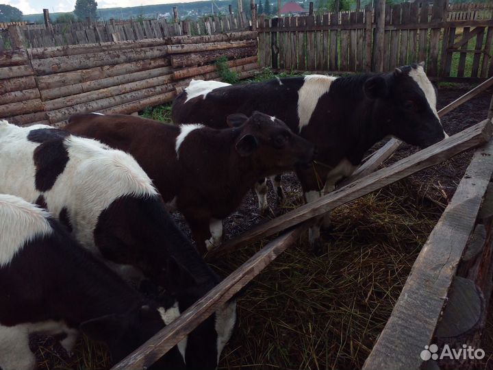 Телята бычки 4мес. 2мес