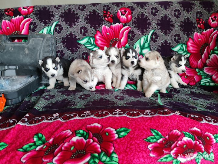 Щенки сибирской хаски