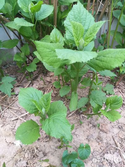 Гортензия древовидная белая