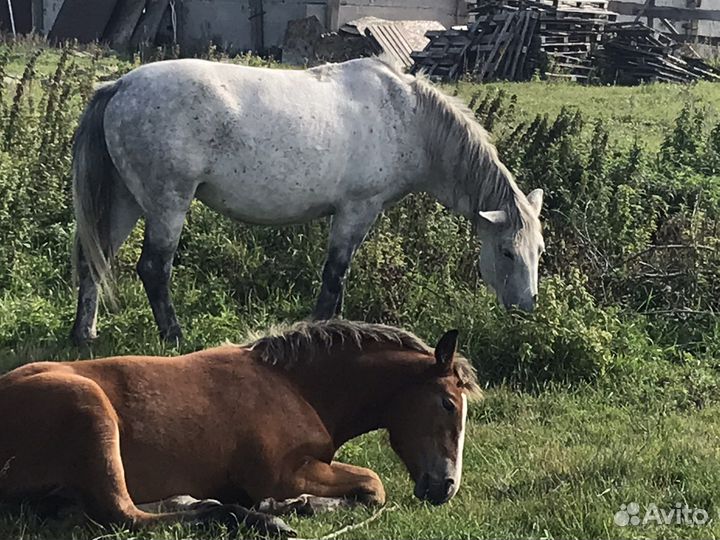Кобылы с жеребенком