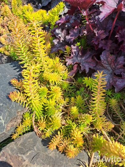 Многолетники