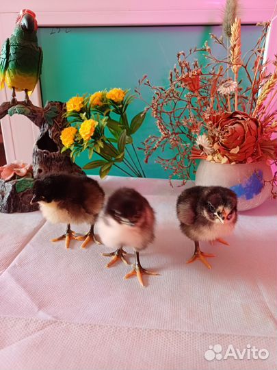 Цыплята породистых кур