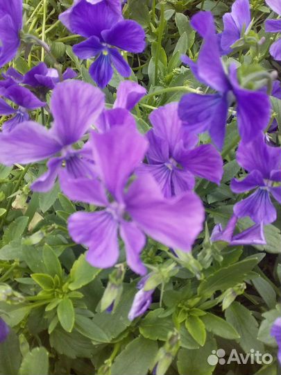 Многолетники садовые