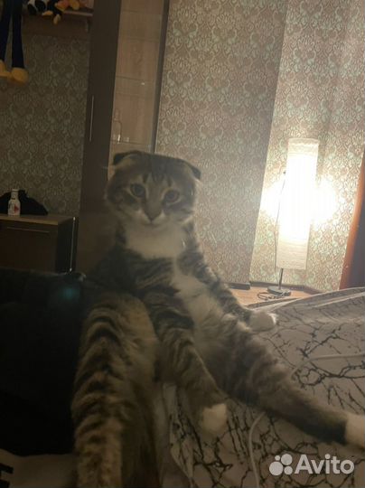Вислоухий кот
