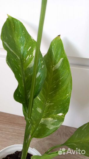 Спатифиллум домино