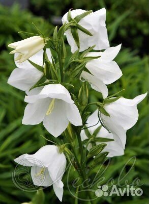 Колокольчик персиколистный (Campanula )