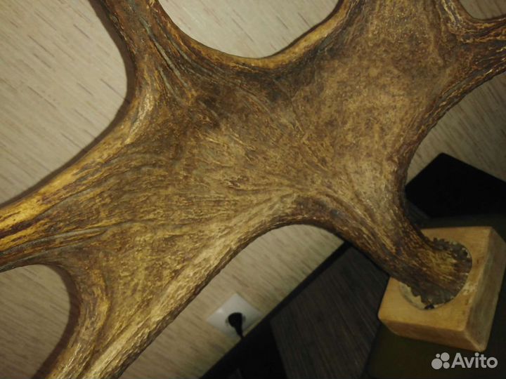 Продам рога лося