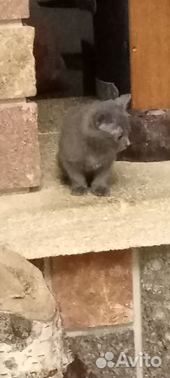 Кошечка в добрые руки