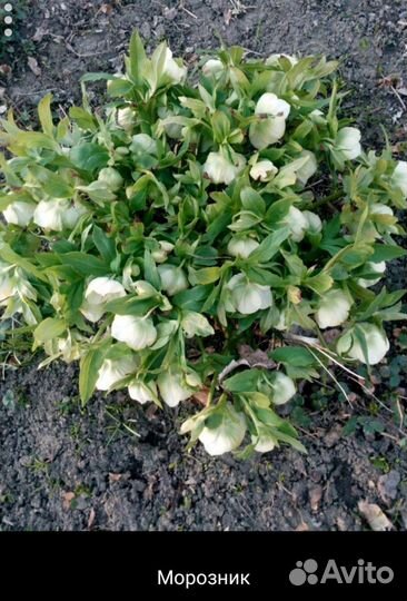 Хоста и другие цветы