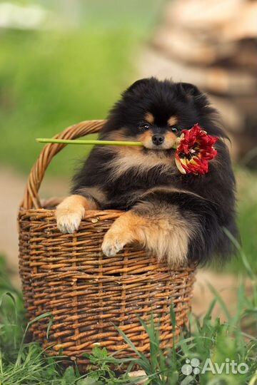 Померанский шпиц. Черно-подпалый для вязки